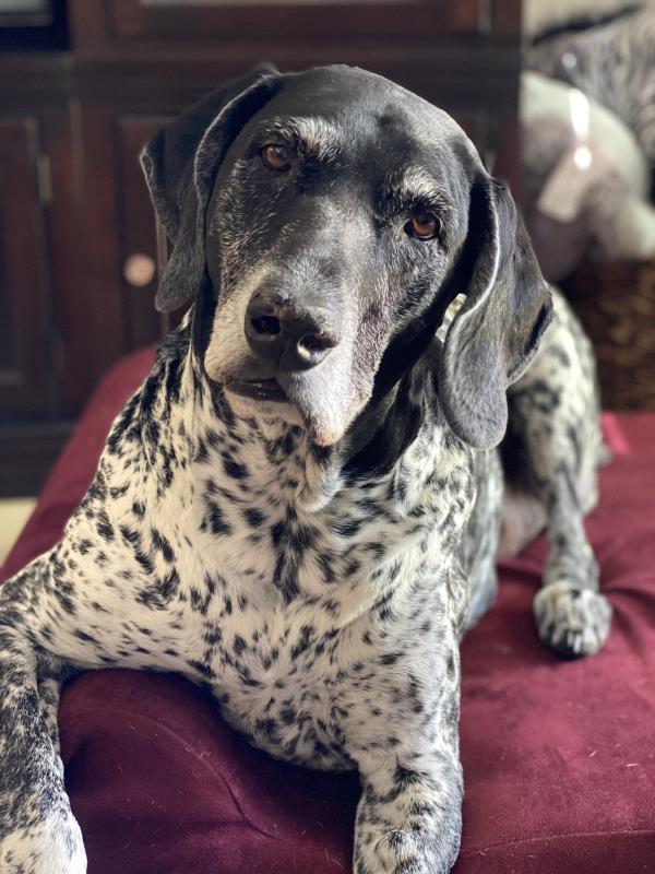 /images/uploads/southeast german shorthaired pointer rescue/segspcalendarcontest2021/entries/21873thumb.jpg